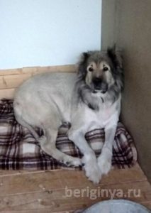 Собака Адам приют Беригиня