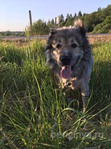 Собака Адам приют Беригиня
