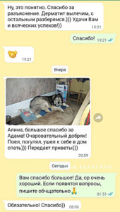 Собака Адам приют Беригиня