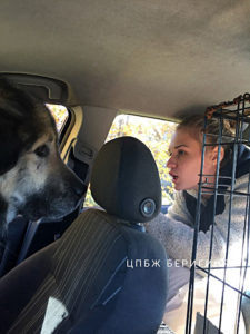 Собака Адам приют Беригиня