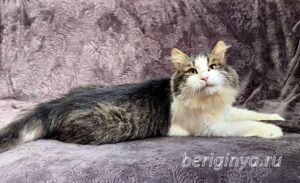 Кошка Алик приют Беригиня