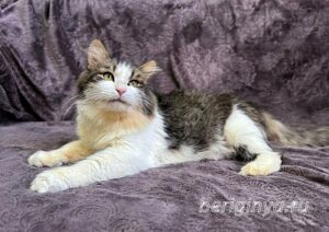 Кошка Алик приют Беригиня