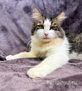 Кошка Алик приют Беригиня