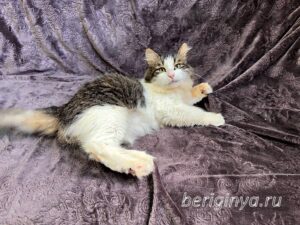 Кошка Алик приют Беригиня