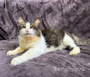 Кошка Алик приют Беригиня