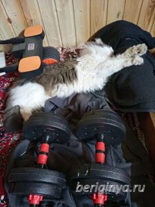 Кошка Алик приют Беригиня