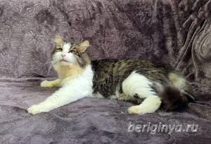 Кошка Алик приют Беригиня