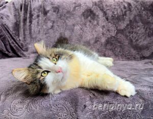 Кошка Алик приют Беригиня