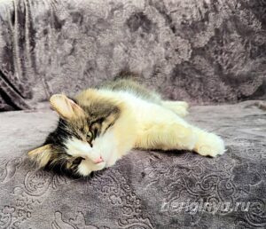 Кошка Алик приют Беригиня