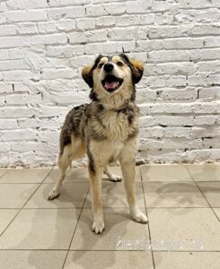 Собака Алика приют Беригиня