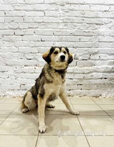 Собака Алика приют Беригиня