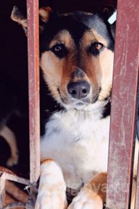 Собака Алиса черная