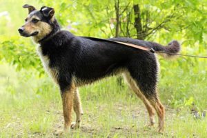 Собака Алиса черная