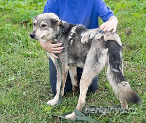 Собака Алиса серая приют Беригиня