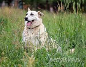 Собака Альма приют Беригиня