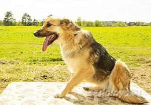 Собака Амура приют Беригиня