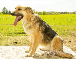 Собака Амура приют Беригиня