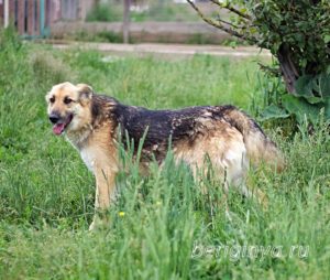 Собака Амура приют Беригиня