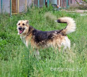 Собака Амура приют Беригиня