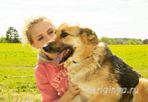 Собака Амура приют Беригиня