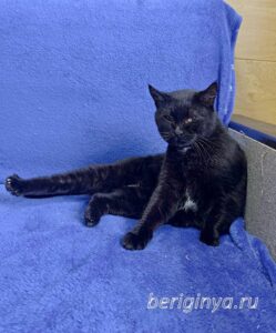 Кошка Ансения приют Беригиня