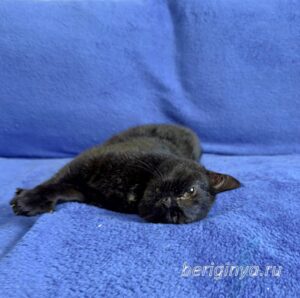 Кошка Ансения приют Беригиня