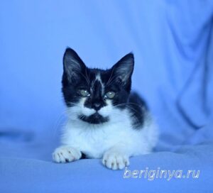 Кошка Антошка приют Беригиня