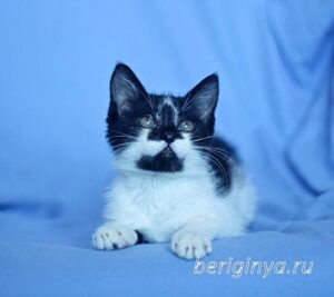 Кошка Антошка приют Беригиня