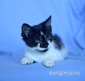 Кошка Антошка приют Беригиня
