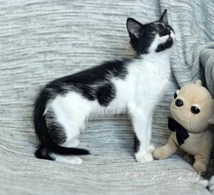 Кошка Антошка приют Беригиня