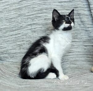 Кошка Антошка приют Беригиня