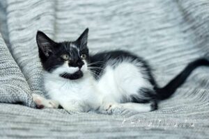 Кошка Антошка приют Беригиня