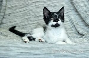 Кошка Антошка приют Беригиня