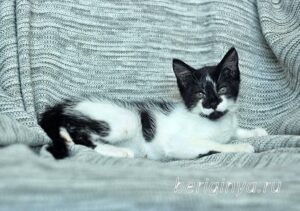 Кошка Антошка приют Беригиня
