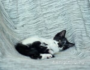 Кошка Антошка приют Беригиня