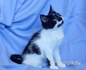Кошка Антошка приют Беригиня