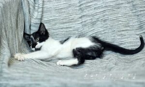 Кошка Антошка приют Беригиня