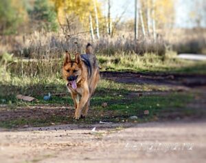 Собака Арагог приют Беригиня