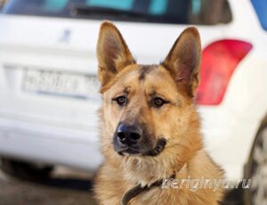 Собака Арагог приют Беригиня