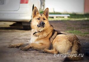 Собака Арагог приют Беригиня