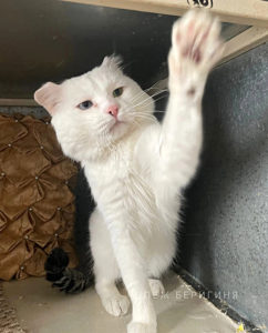Кошка Арон приют Беригиня