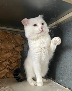 Кошка Арон приют Беригиня