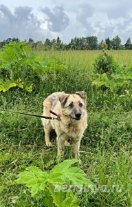 Собака Бабулин приют Беригиня