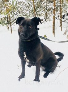 Собака Бака