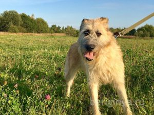 Собака Бакстер приют Беригиня