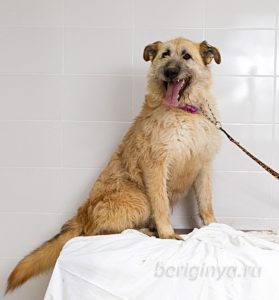 Собака Бакстер приют Беригиня