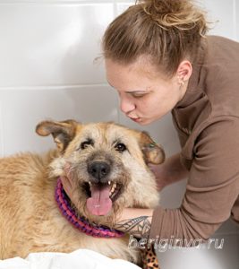 Собака Бакстер приют Беригиня