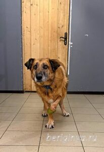 Собака Барбоскин приют Беригиня