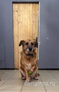 Собака Барбоскин приют Беригиня