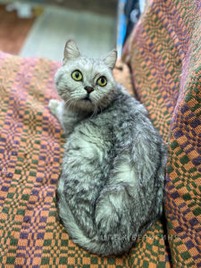 Кошка Барса приют Беригиня